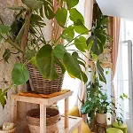 Charmant Studio Lumineux, Minimaliste Et Vegetal