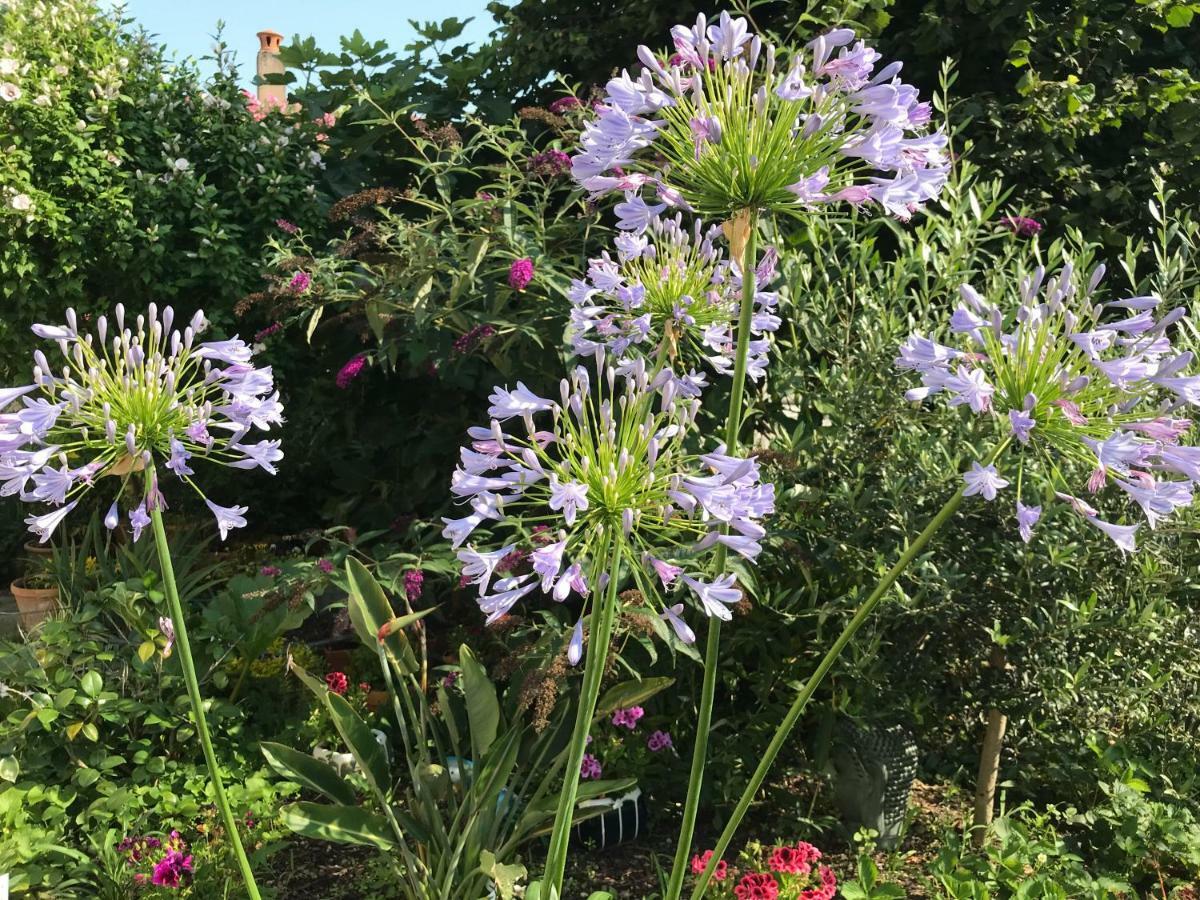 Homestay Violette
